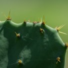 Spines...